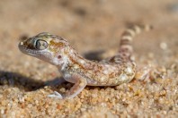 Stenodactylus slevini, Ruwayghib