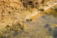 Pelophylax ridibundus, Ad Diriyah-Riyadh