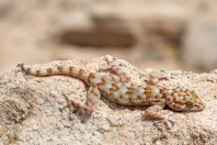 Ptyodactylus hasselquisti, Ad Duwadimi