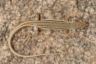 Mesalina sp.,  Ad Duwadimi