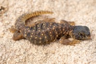 Uromastyx aegyptia, Ad Duwadimi