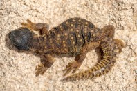 Uromastyx aegyptia, Ad Duwadimi