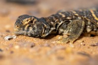 Uromastyx aegyptia, Ad Duwadimi