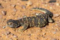 Uromastyx aegyptia, Ad Duwadimi