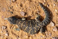 Uromastyx aegyptia, Ad Duwadimi