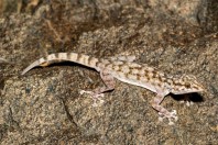 Ptyodactylus hasselquistii, Halban