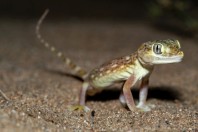 Stenodactylus doriae, Hufayrah