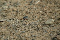 Acanthodactylus sp., Nawan