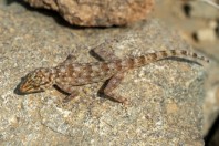 Ptyodactylus hasselquistii, Nawan