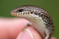 Chalcides ocellatus, Baljurashi