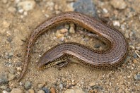 Chalcides ocellatus, Baljurashi