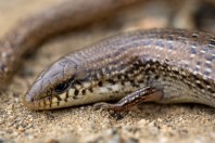 Chalcides ocellatus, Baljurashi