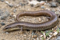 Chalcides ocellatus, Baljurashi