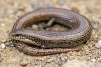 Chalcides ocellatus, Baljurashi