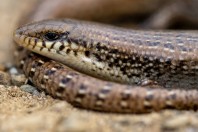 Chalcides ocellatus, Baljurashi