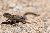 Pristurus sp., Bani Amr