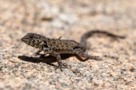 Pristurus sp., Bani Amr