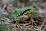 Hyla felixarabica, Abhá