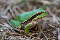 Hyla felixarabica, Abhá