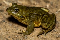 Pelophylax sp., Abhá