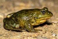 Pelophylax sp., Abhá