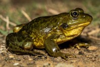 Pelophylax sp., Abhá