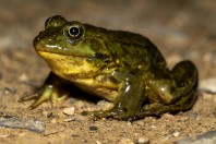 Pelophylax sp., Abhá