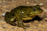 Pelophylax sp., Abhá