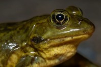 Pelophylax sp., Abhá