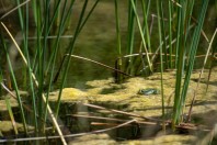 Pelophylax sp., Abhá