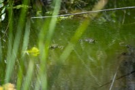 Pelophylax sp., Abhá