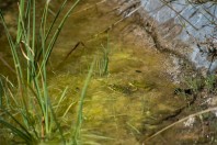 Pelophylax sp., Abhá