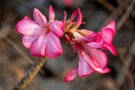 Adenium obesum, Rijal Alma