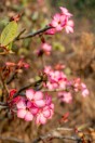 Adenium obesum, Rijal Alma