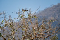 Lophoceros nasutus, Rijal Alma