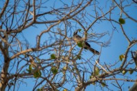 Lophoceros nasutus, Rijal Alma