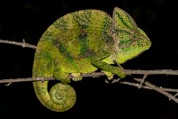 Chamaeleo calyptratus calcarifer, Al Ous'