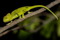 Chamaeleo calyptratus calcarifer, Al Ous'