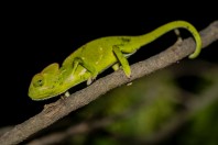 Chamaeleo calyptratus calcarifer, Al Ous'