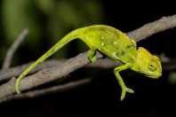 Chamaeleo calyptratus calcarifer, Al Ous'