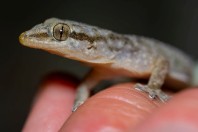 Hemidactylus sp., Al Ous'