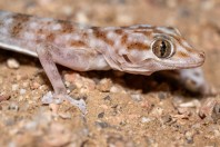 Ptyodactylus hasselquistii, Aba Al Akwan