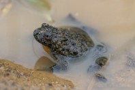 Bombina variegata rhodopensis, Kostino