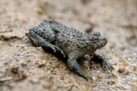 Bombina variegata rhodopensis, Kostino