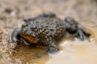 Bombina variegata rhodopensis, Kostino