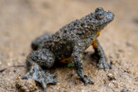 Bombina variegata rhodopensis, Kostino