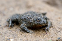 Bombina variegata rhodopensis, Kostino