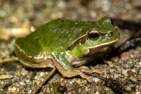 Hyla orientalis, Kărdžali