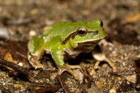 Hyla orientalis, Kărdžali