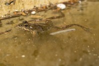 Pelophylax ridibundus kurtmuelleri, Kărdžali